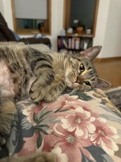 Enlarge Muffy, a Adoptable Domestic Short Hair in Chicago, IL image 1/3