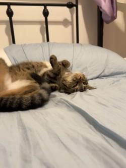 Enlarge Muffy, a Adoptable Domestic Short Hair in Chicago, IL image 2/3