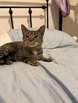 Enlarge Muffy, a Adoptable Domestic Short Hair in Chicago, IL image 3/3