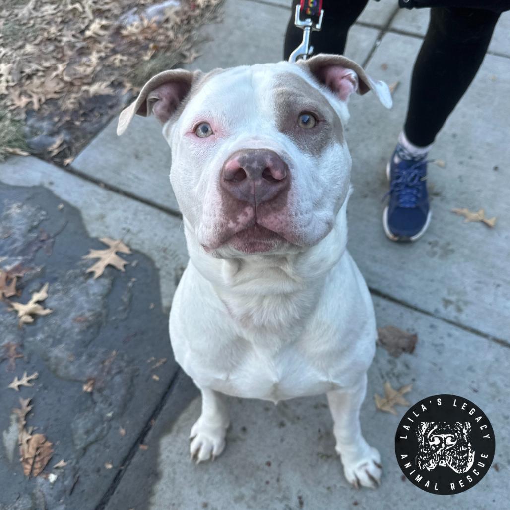 Enlarge Bjorn, a Adoptable mixed breed in Washington, DC image 1/6