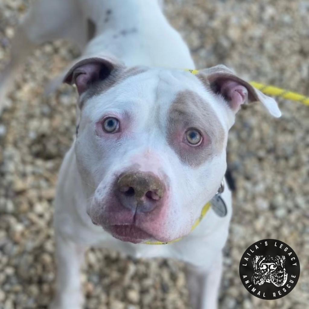 Enlarge Bjorn, a Adoptable mixed breed in Washington, DC image 2/6