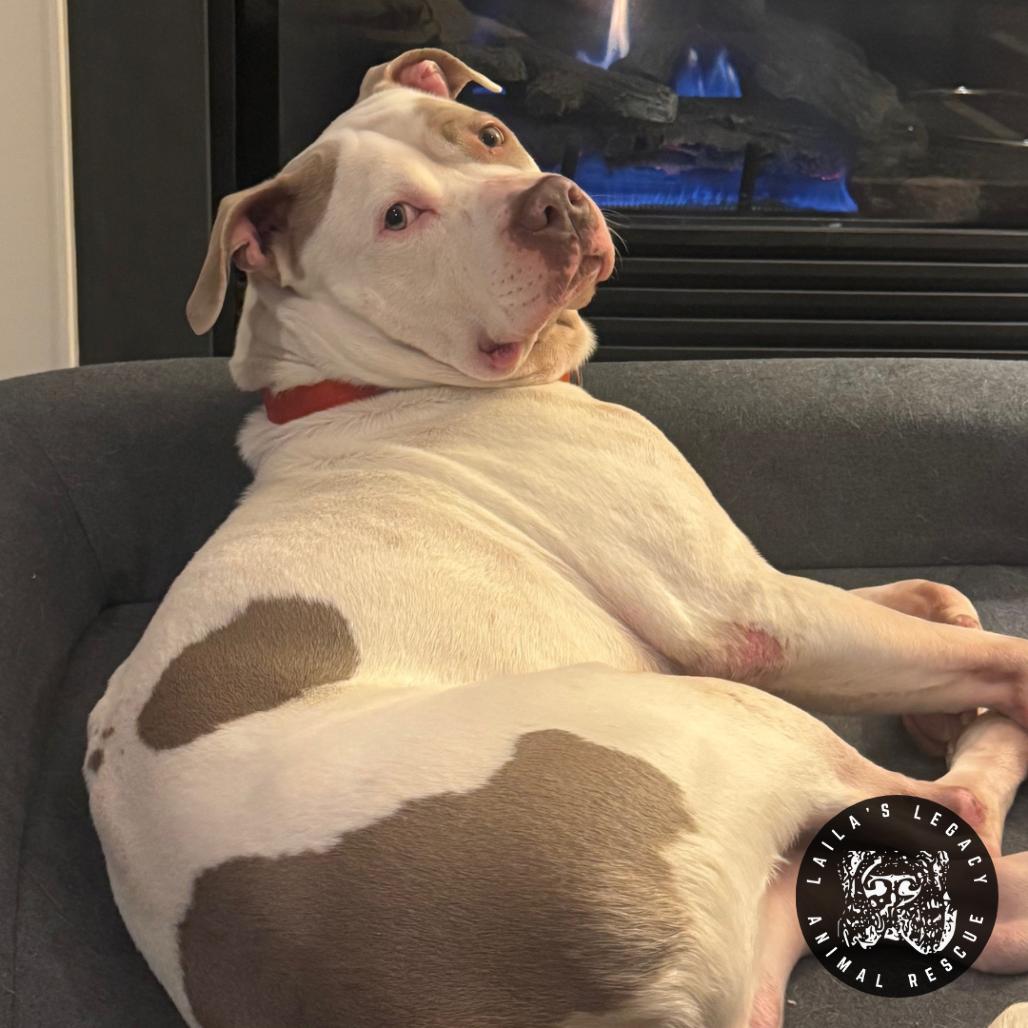 Enlarge Bjorn, a Adoptable mixed breed in Washington, DC image 3/6