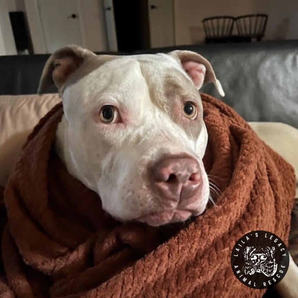 Enlarge Bjorn, a Adoptable mixed breed in Washington, DC image 4/6