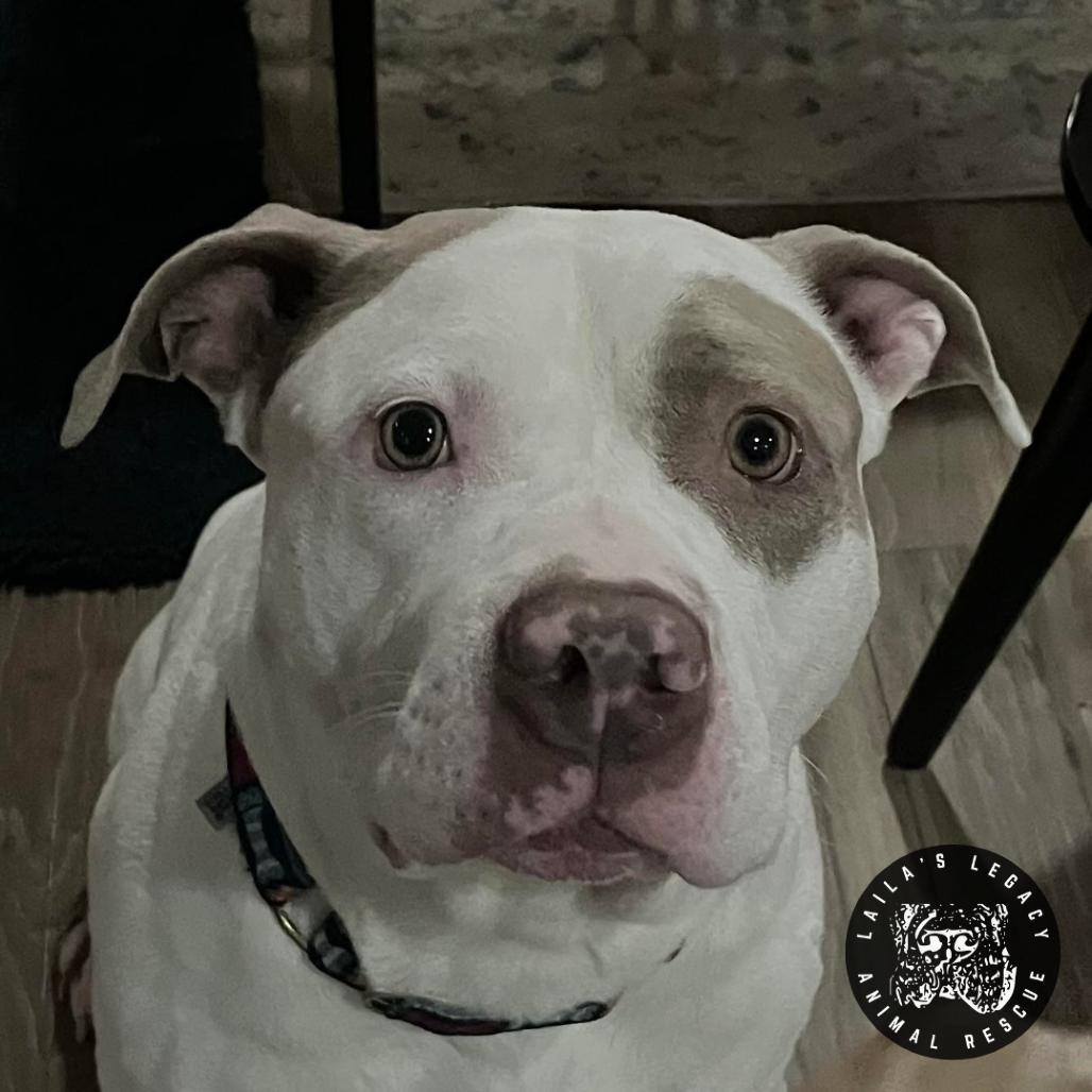 Enlarge Bjorn, a Adoptable mixed breed in Washington, DC image 5/6