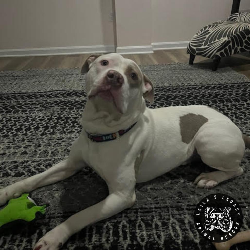 Enlarge Bjorn, a Adoptable mixed breed in Washington, DC image 6/6