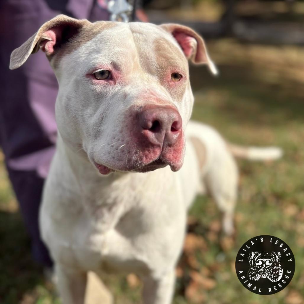 Bjorn, a Adoptable mixed breed in Washington, DC image 5/6