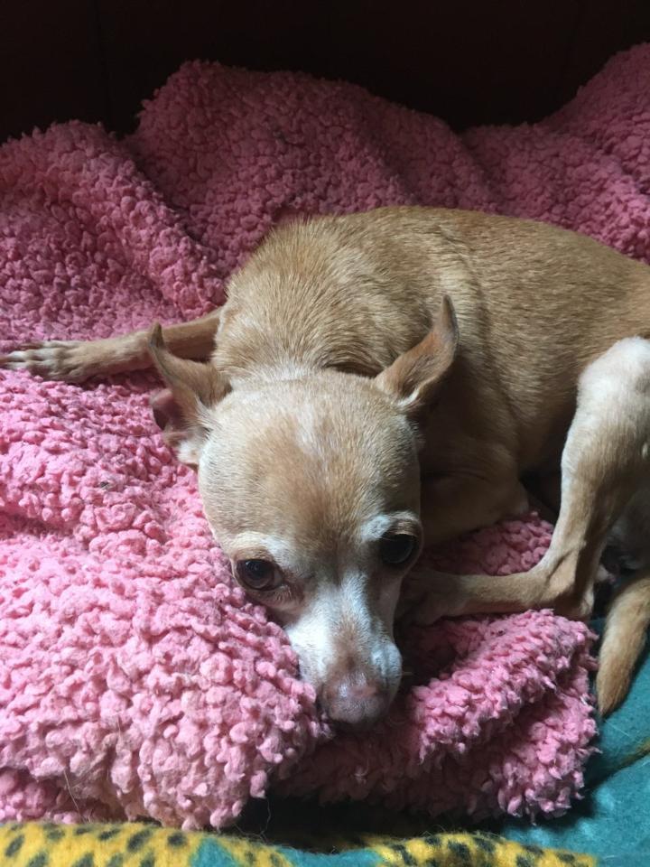 Snickers - hospice sanctuary, a Adoptable Chihuahua in Oklahoma City, OK image 1/12