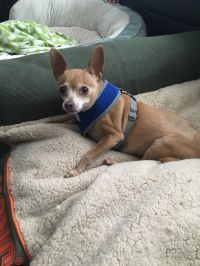 Snickers - hospice sanctuary, a Adoptable Chihuahua in Oklahoma City, OK image 3/12