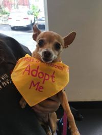 Snickers - hospice sanctuary, a Adoptable Chihuahua in Oklahoma City, OK image 4/12