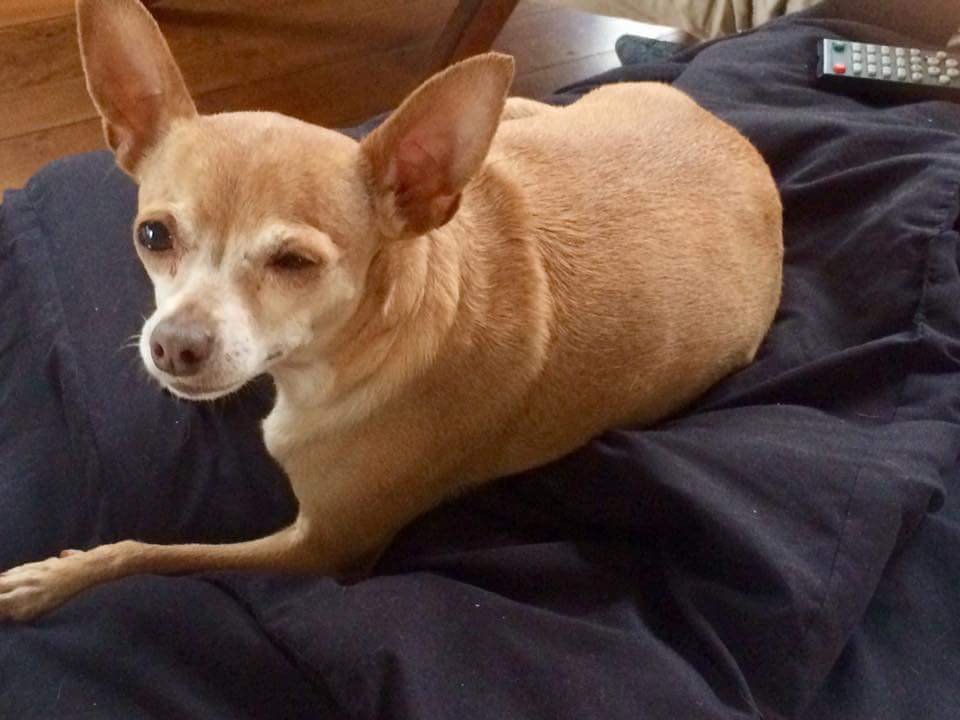 Snickers - hospice sanctuary, a Adoptable Chihuahua in Oklahoma City, OK image 5/12