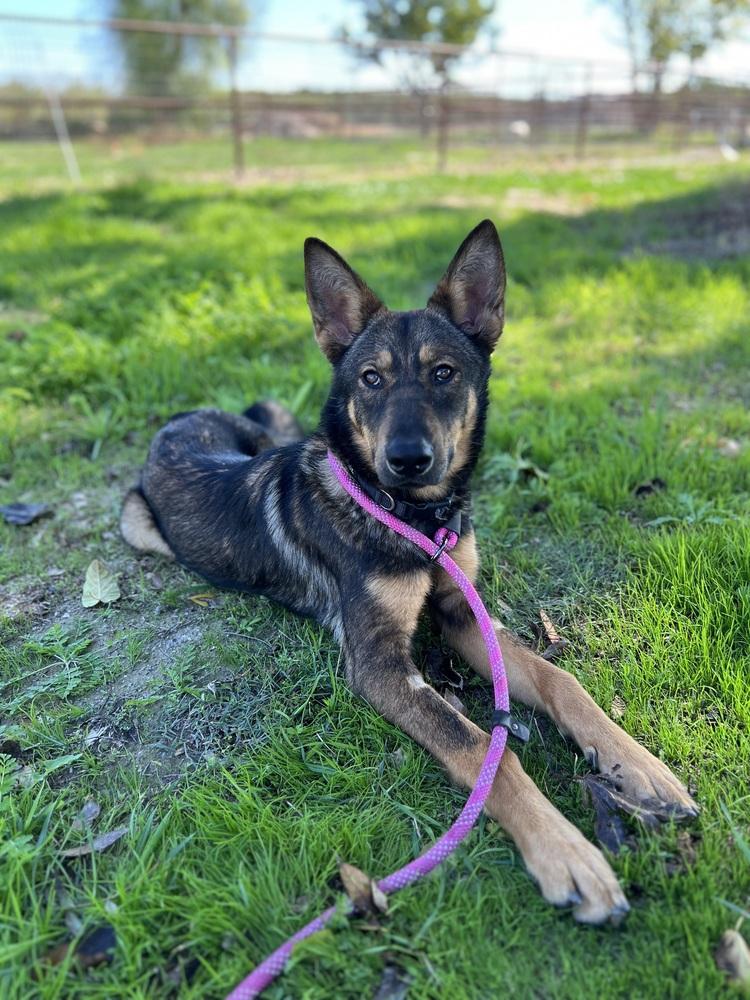 Enlarge Indiana, a Adopted German Shepherd Dog in Pleasant Hill, CA image 1/6