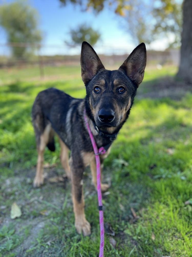 Enlarge Indiana, a Adopted German Shepherd Dog in Pleasant Hill, CA image 2/6