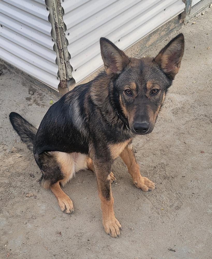 Enlarge Indiana, a Adopted German Shepherd Dog in Pleasant Hill, CA image 3/6