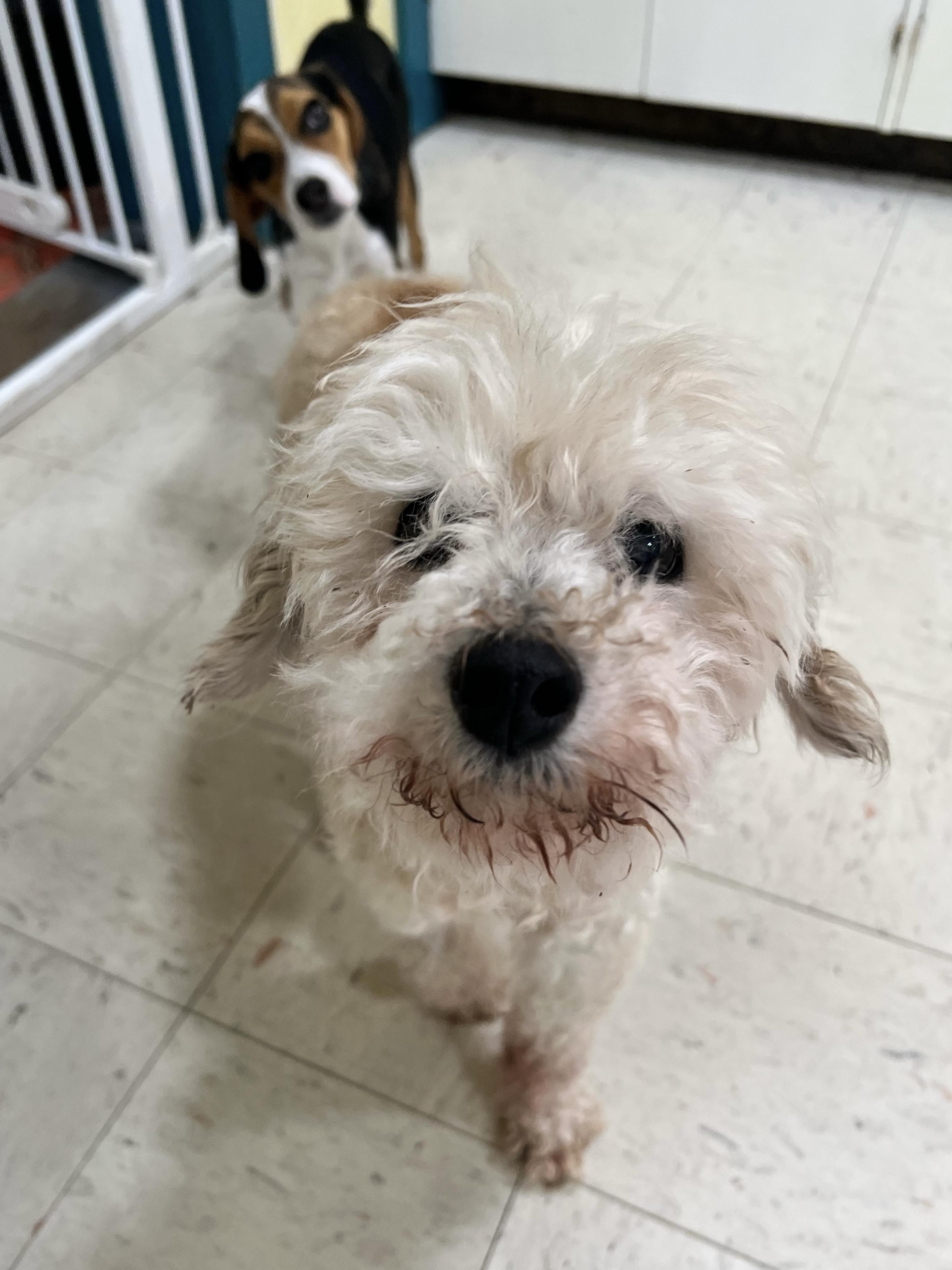 Enlarge Fiona, a Adoptable mixed breed in Foster, RI image 2/6
