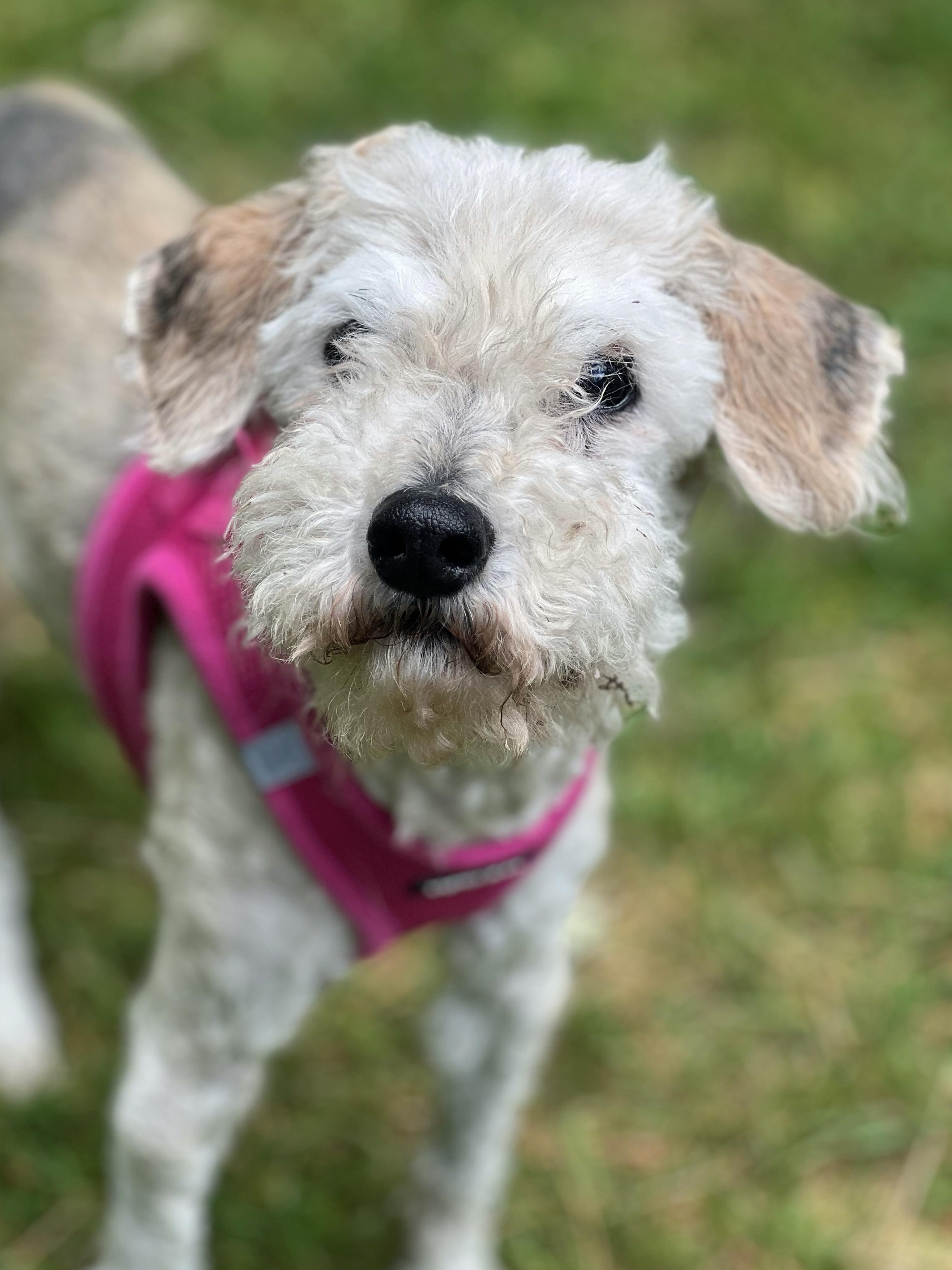 Enlarge Fiona, a Adoptable mixed breed in Foster, RI image 5/6
