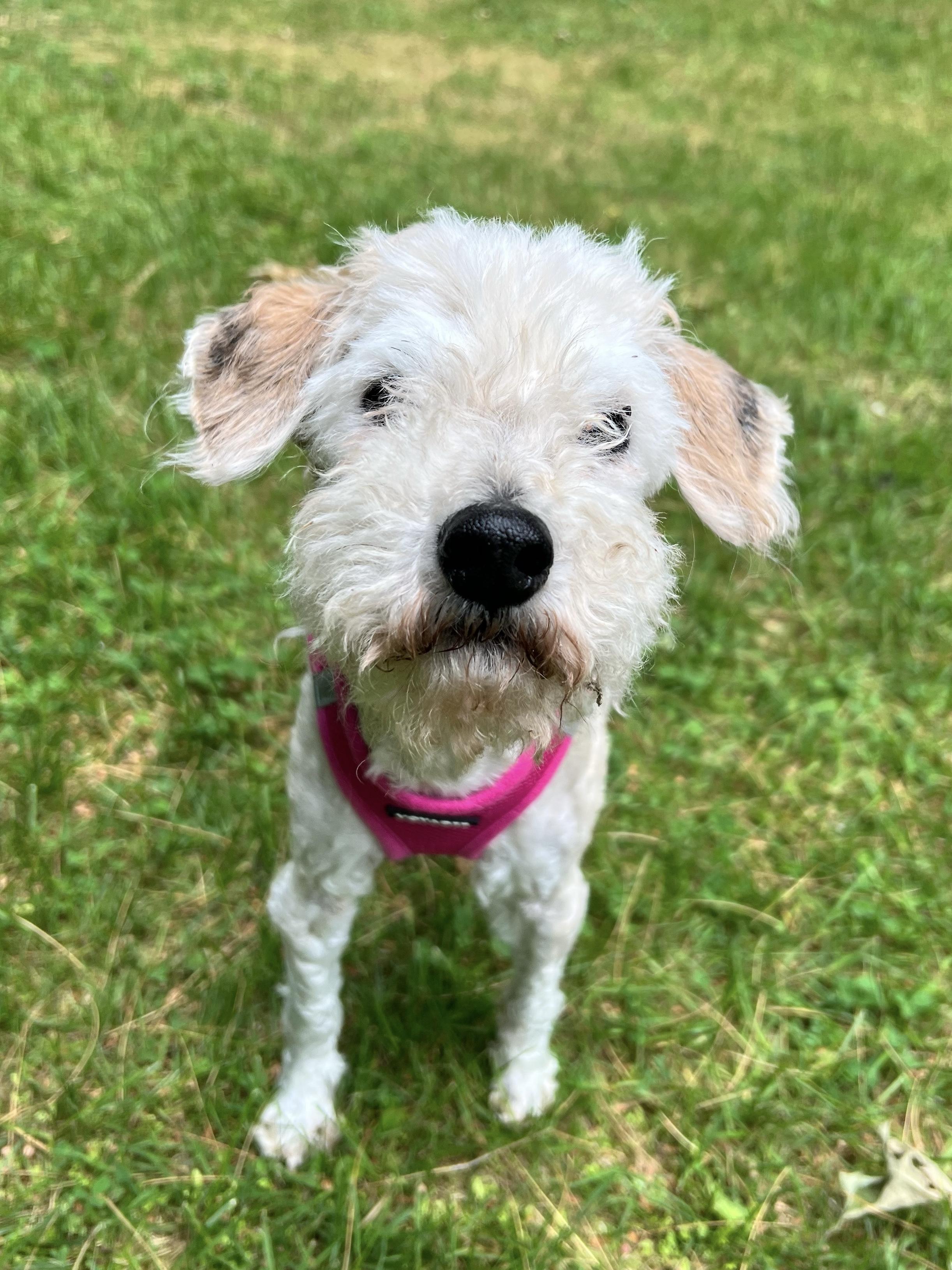 Fiona, Adoptable, Senior Female Miniature Poodle.