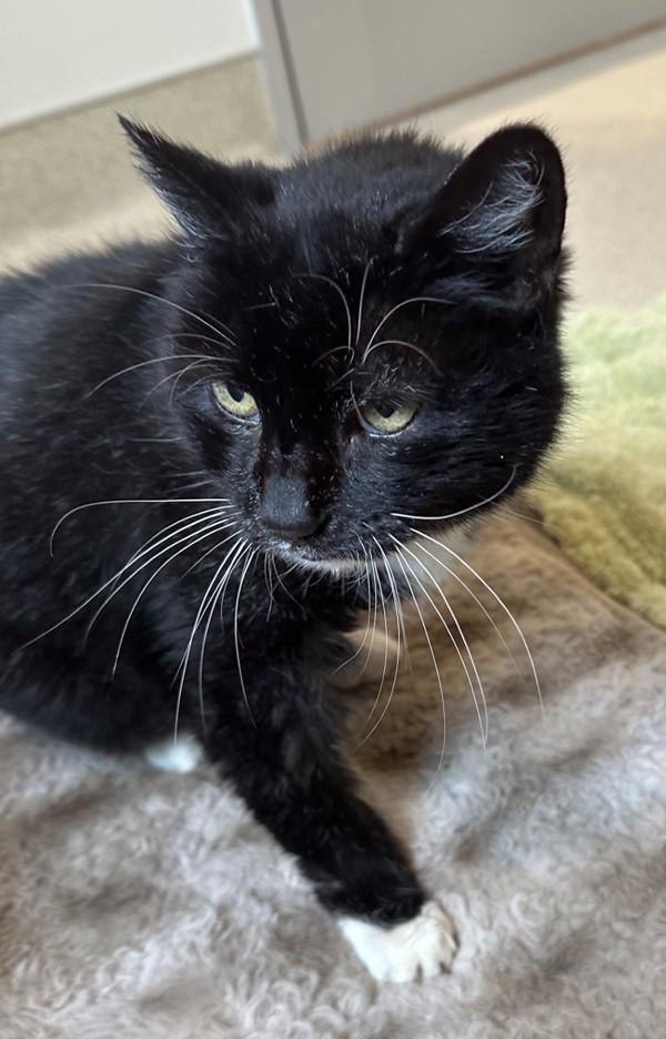 Enlarge Paul, a Adoptable mixed breed in Santa Rosa, CA image 1/2