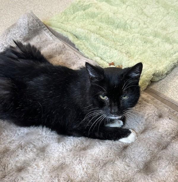 Enlarge Paul, a Adoptable mixed breed in Santa Rosa, CA image 2/2