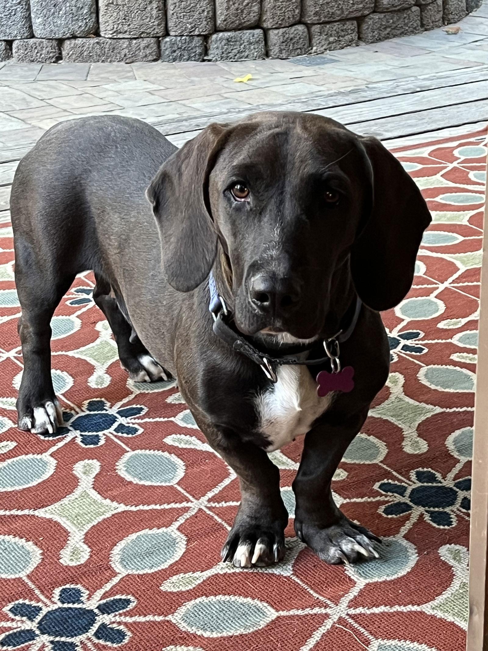 Enlarge Bella (Hanford), a Adopted mixed breed in Petaluma, CA image 1/1