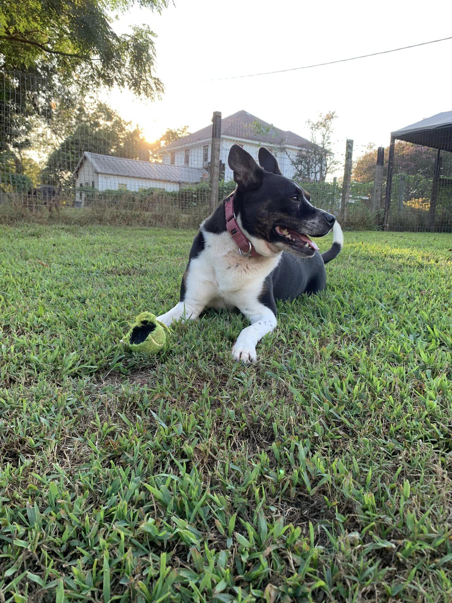 MAGGIE (SHIRLEY - Boston Terrier mix), Adoptable, Adult Female Boston Terrier.