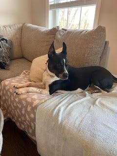 MAGGIE (SHIRLEY - Boston Terrier mix), a Adoptable Boston Terrier in Holbrook, NY image 2/6