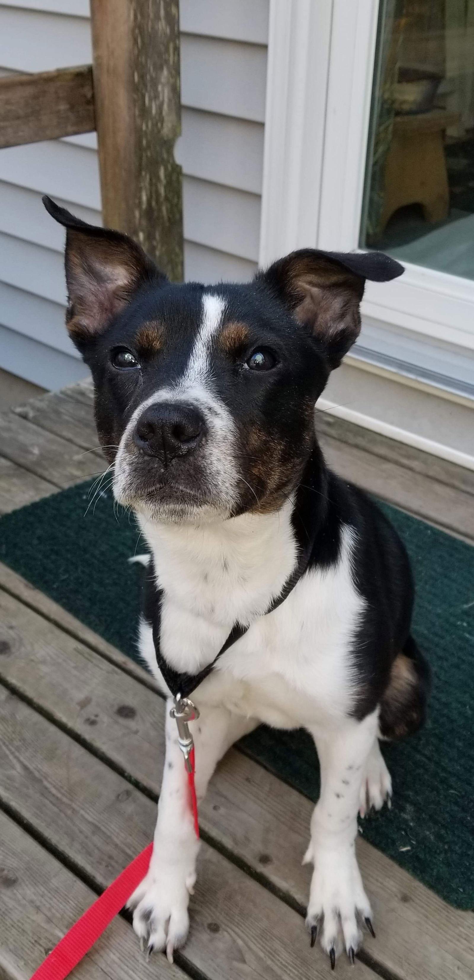 MAGGIE (SHIRLEY - Boston Terrier mix), a Adoptable Boston Terrier in Holbrook, NY image 3/6