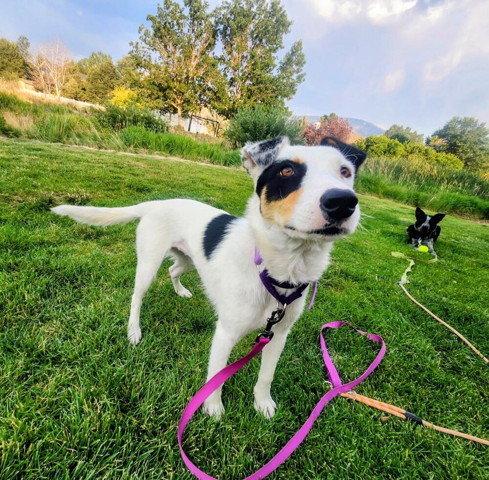 Halsey, a Adoptable mixed breed in Evergreen, CO image 2/6
