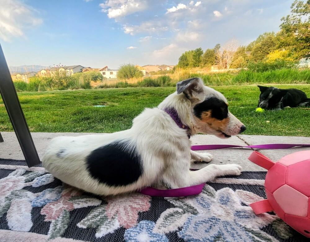 Halsey, a Adoptable mixed breed in Evergreen, CO image 4/6