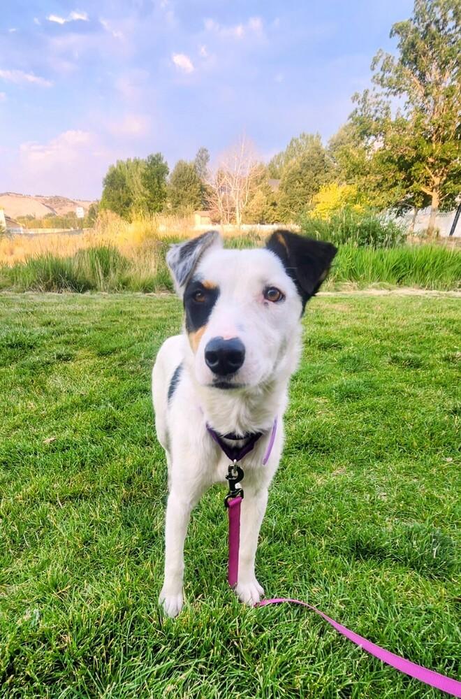 Halsey, a Adoptable mixed breed in Evergreen, CO image 1/6