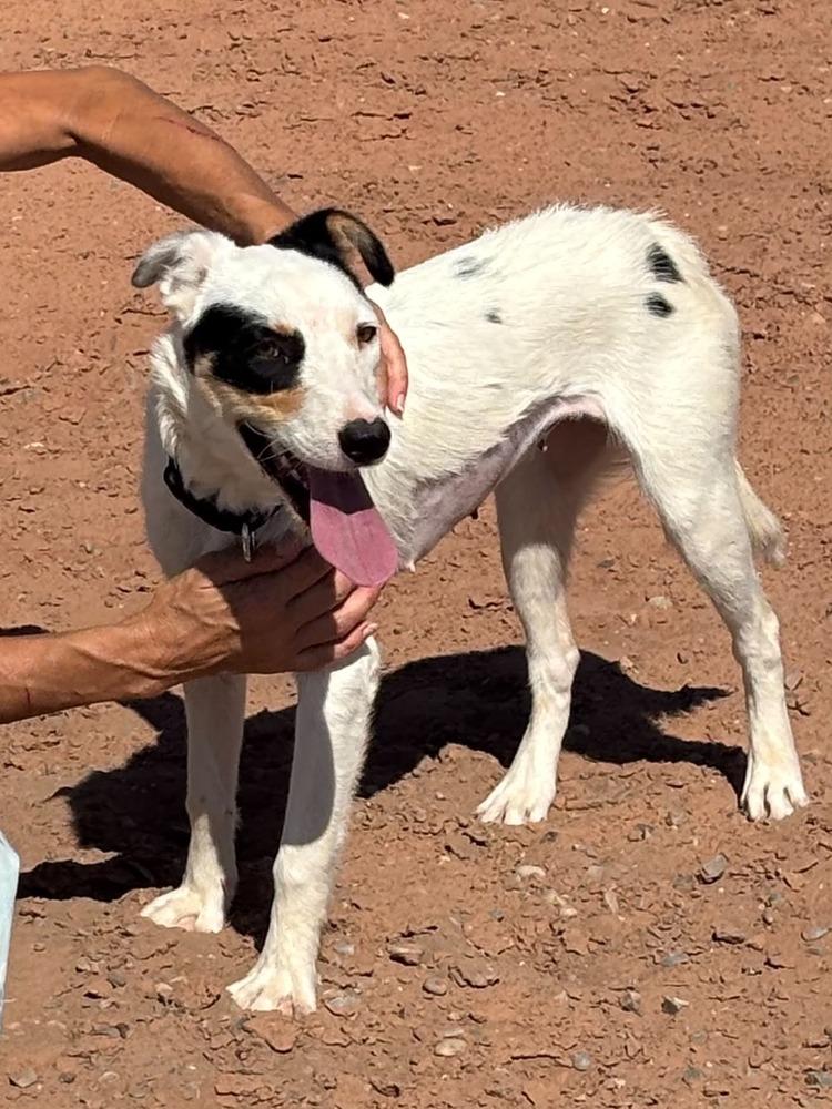 Halsey, a Adoptable mixed breed in Evergreen, CO image 5/6
