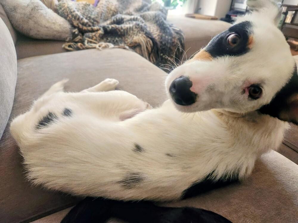 Halsey, a Adoptable mixed breed in Evergreen, CO image 6/6