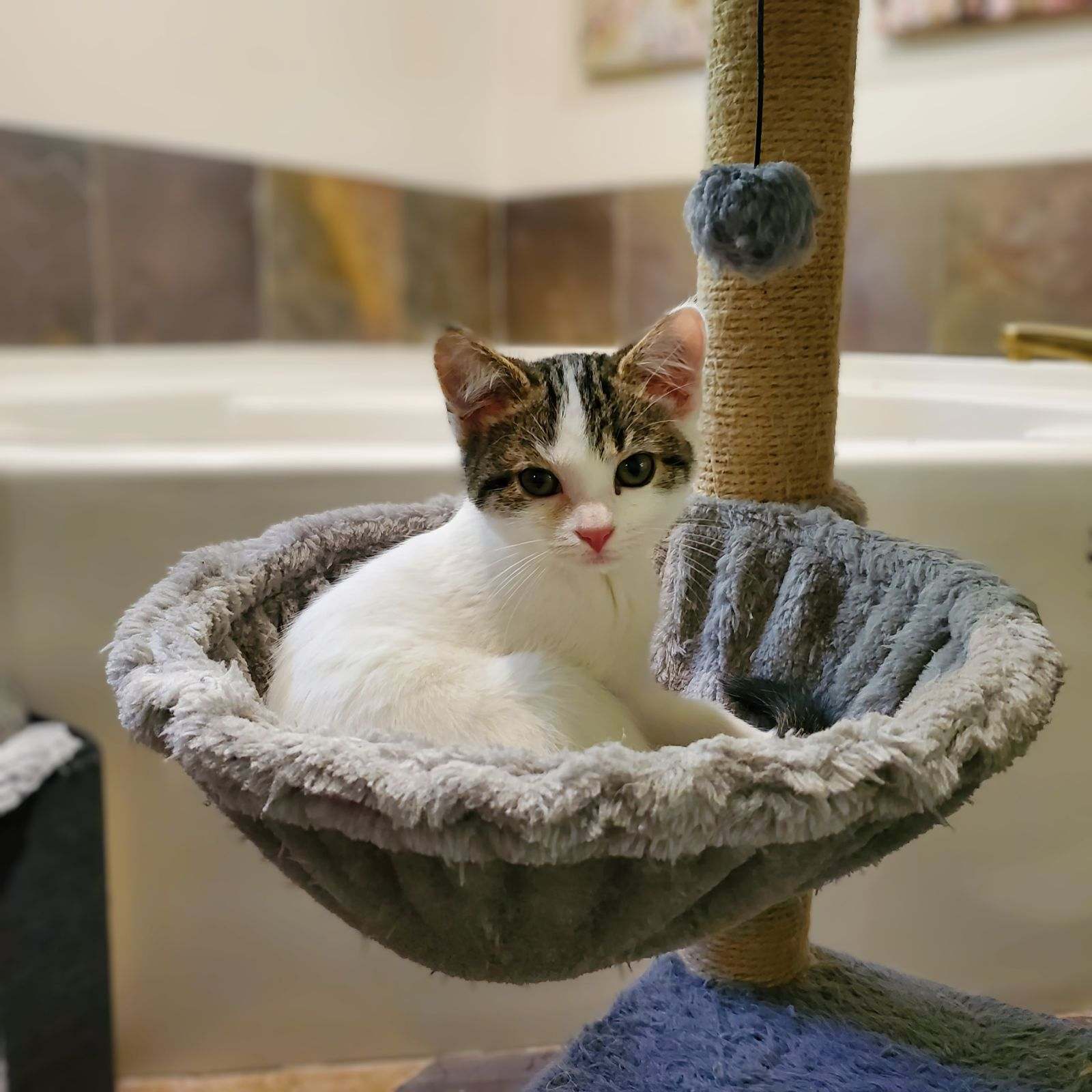 Cat for adoption Enid, a Domestic Short Hair in Greensboro, NC