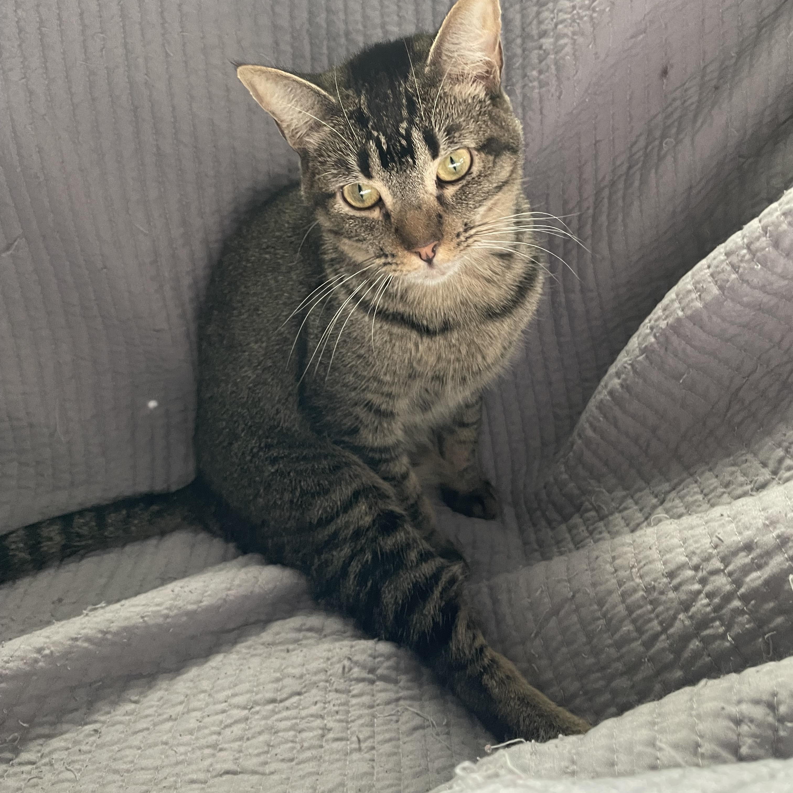 Daisy , a ADOPTABLE mixed breed in Tifton, GA image 2/2