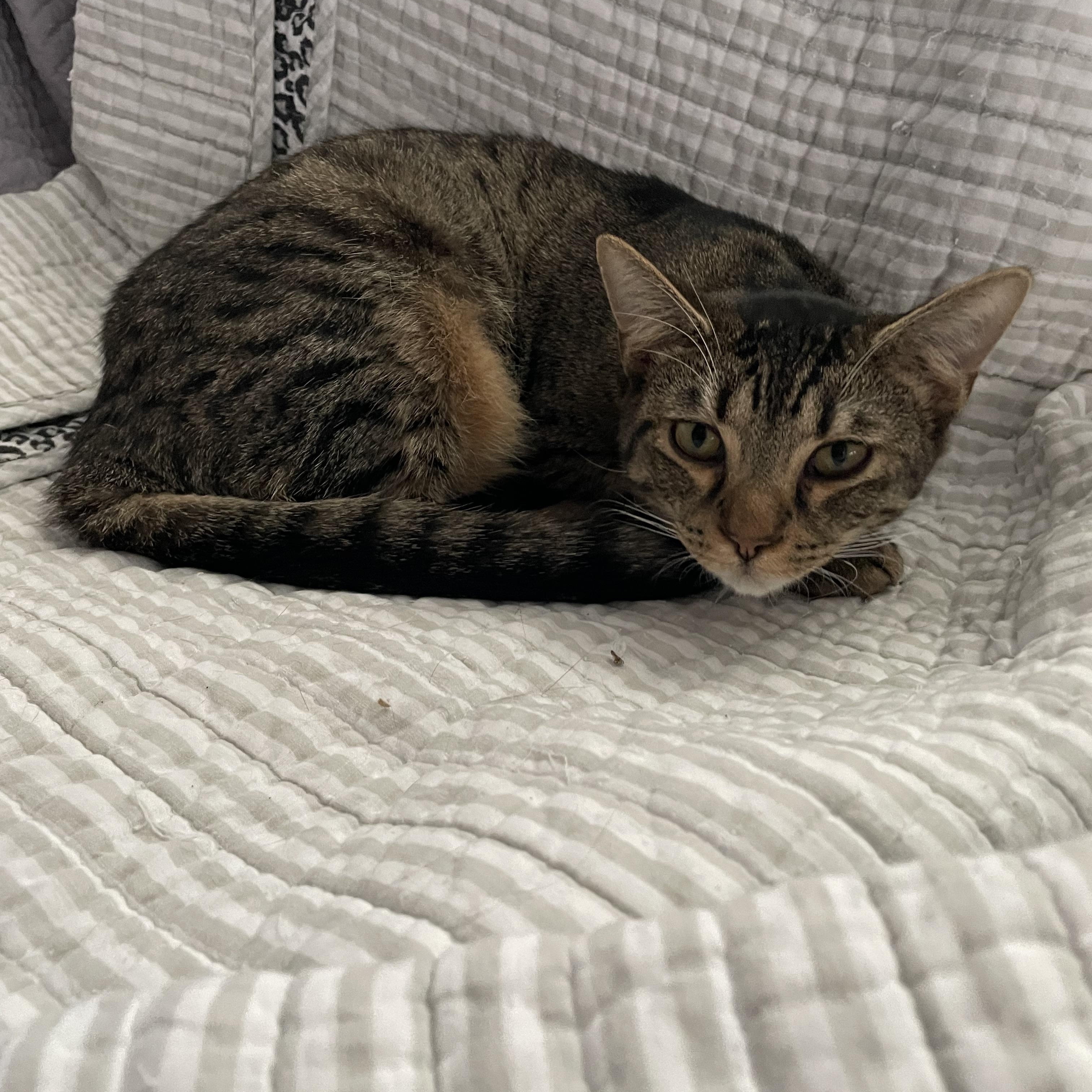 Daisy , ADOPTABLE, Young Female American Shorthair.