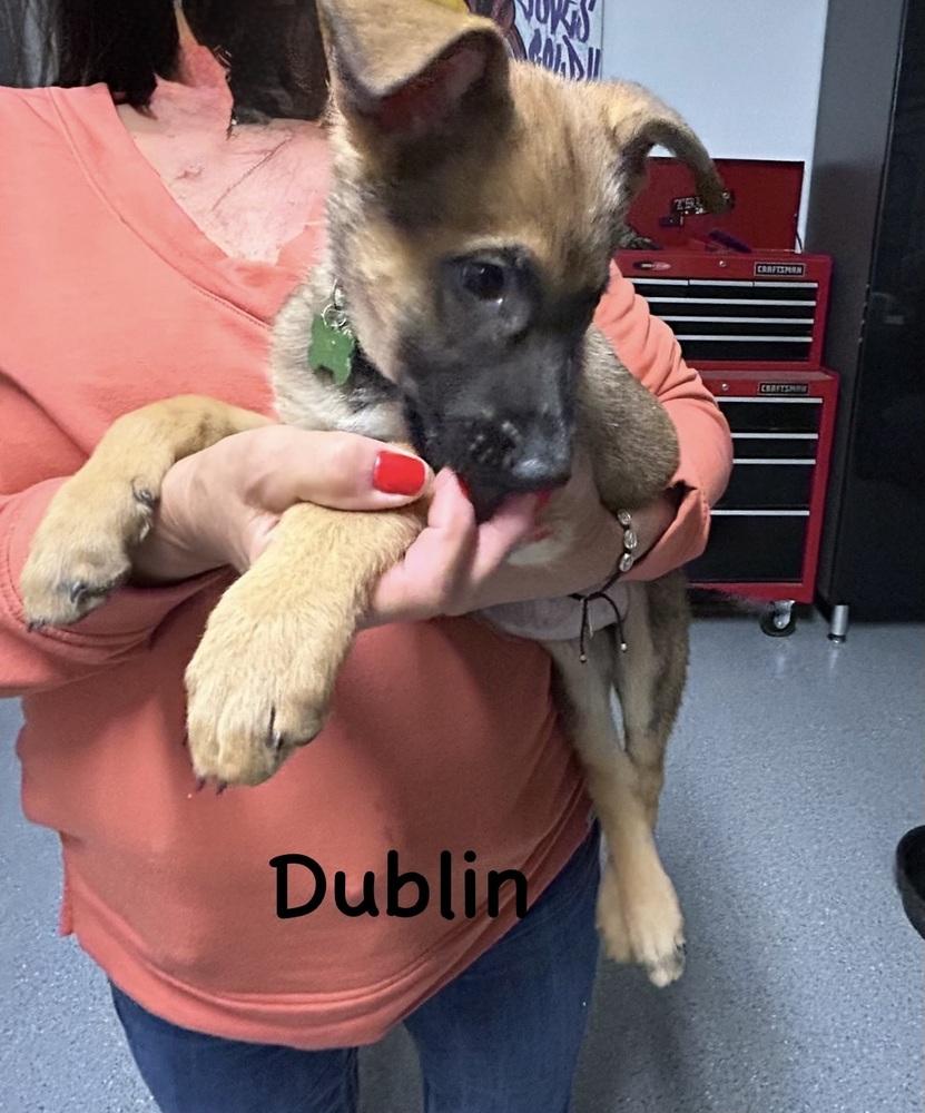 Worldwide Woofs Litter - Dublin located in Arizona