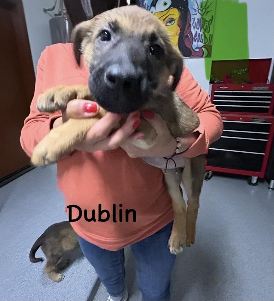 Worldwide Woofs Litter - Dublin located in Arizona — thumbnail 2