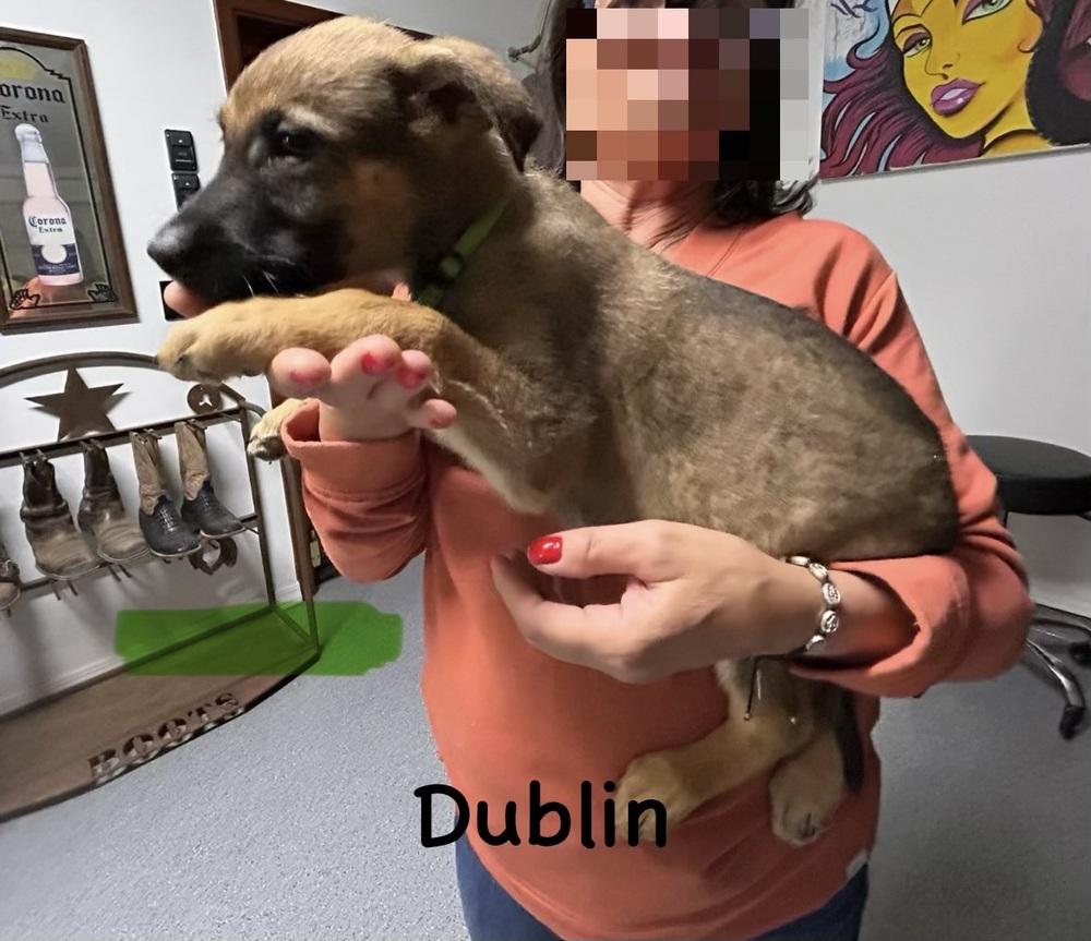 Worldwide Woofs Litter - Dublin located in Arizona — thumbnail 3