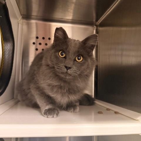 Mountain Dew , an adopted mixed breed in Fayetteville, AR image 3/5