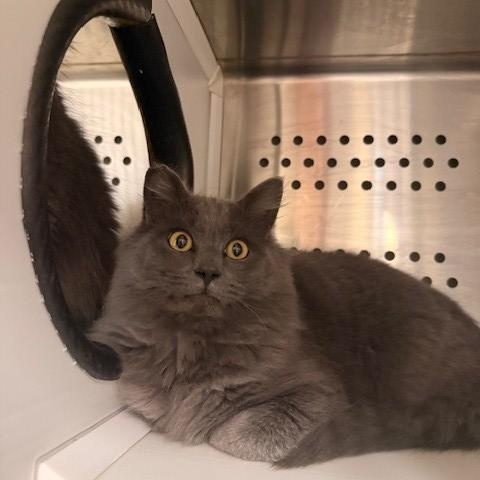 Mountain Dew , an adopted mixed breed in Fayetteville, AR image 2/5