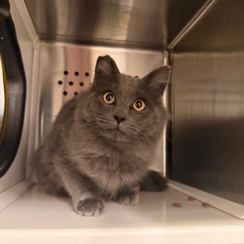 Mountain Dew , adopted, Adult Male Domestic Long Hair.