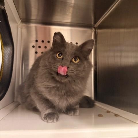 Mountain Dew , an adopted mixed breed in Fayetteville, AR image 4/5