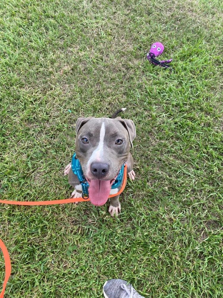 King #A-139105 π π¨π¦, Adoptable, Young Male Pit Bull Terrier.