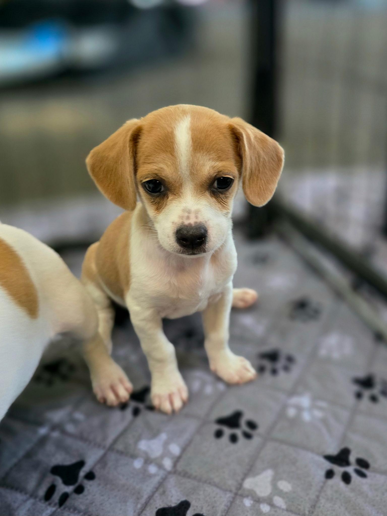 Ginger, ADOPTABLE, Puppy Female Beagle.