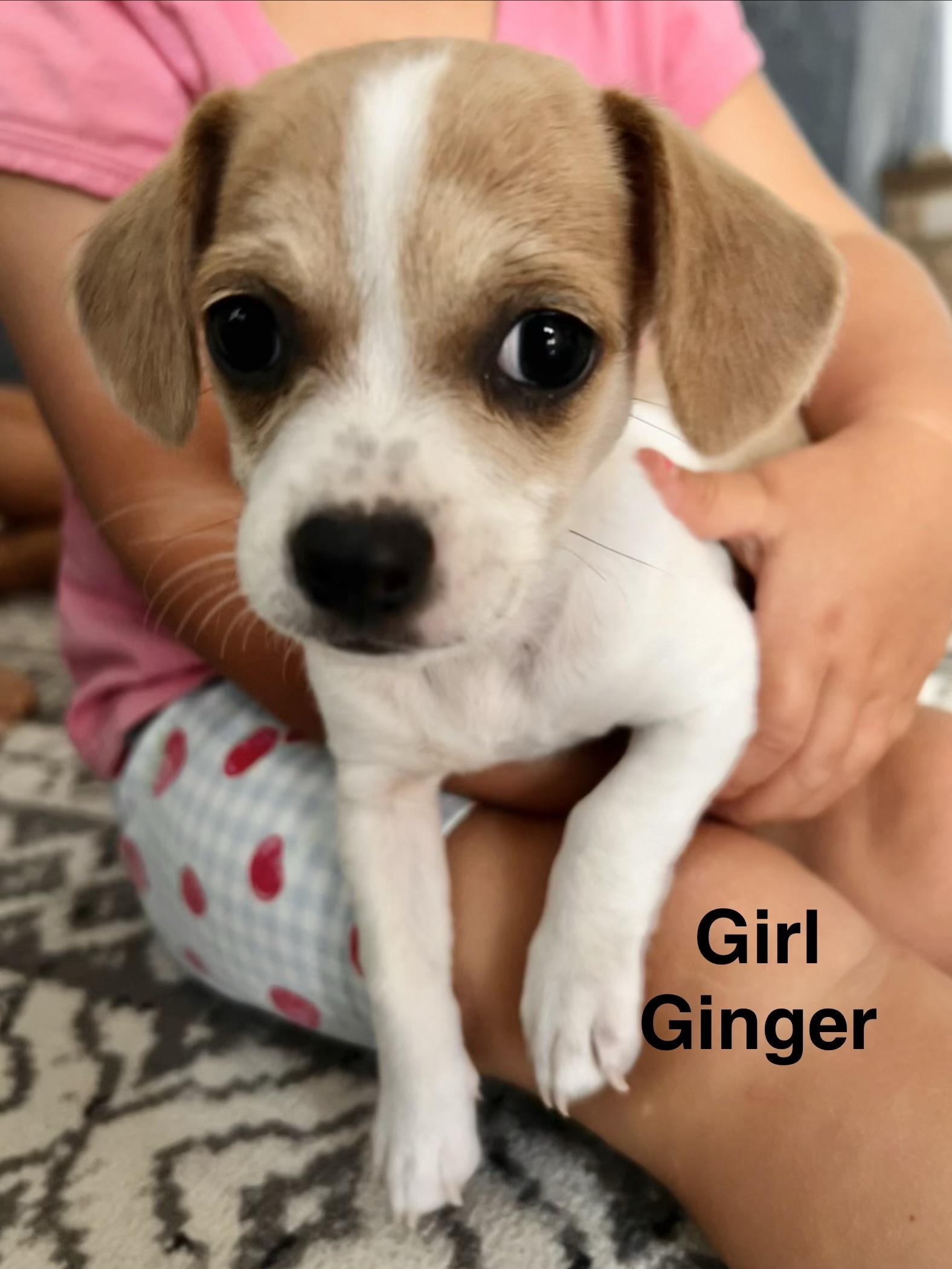 Ginger, a ADOPTABLE mixed breed in Penryn, CA image 3/3