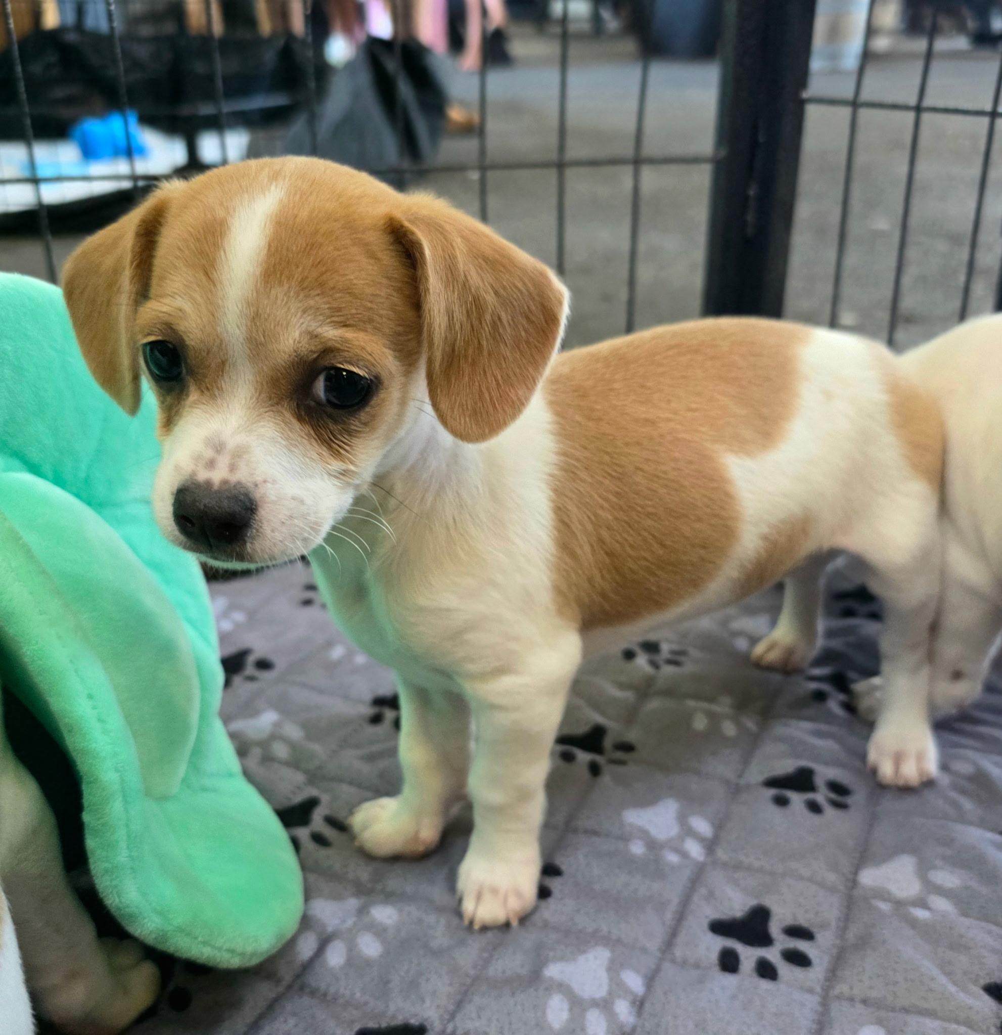 Ginger, a ADOPTABLE mixed breed in Penryn, CA image 2/3
