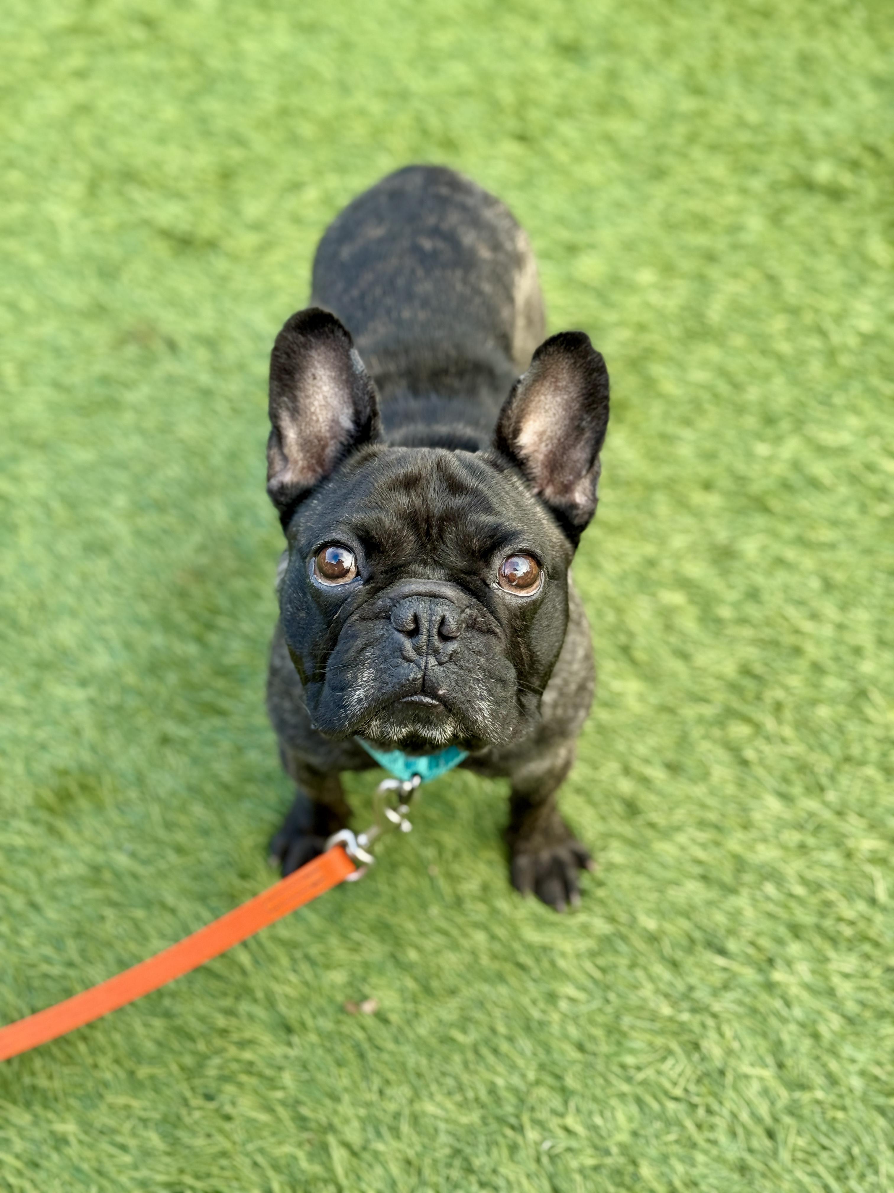 Enlarge Magoo, an adopted French Bulldog in San Francisco, CA image 1/1