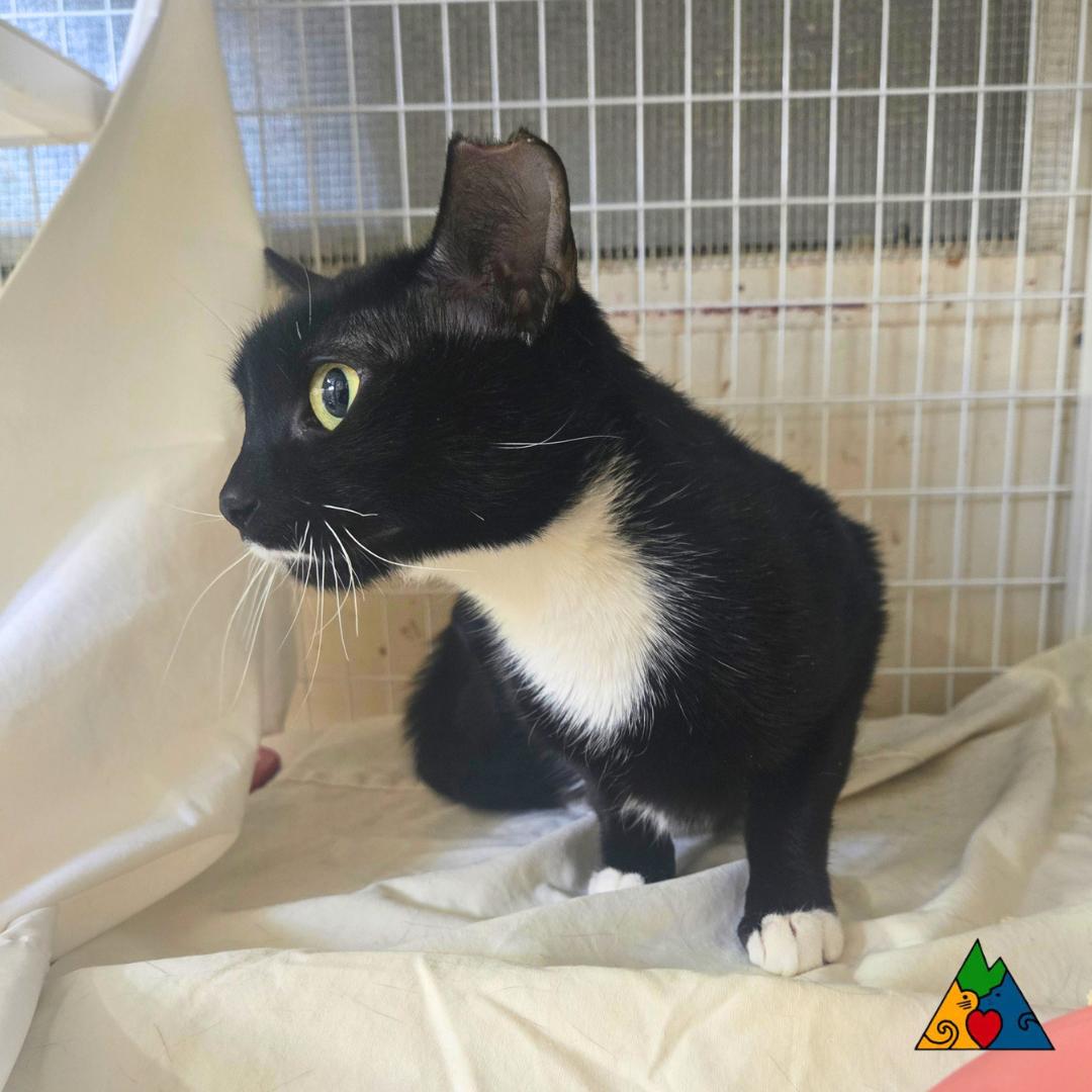 Enlarge Olive, a ADOPTABLE Domestic Short Hair in Douglas, WY image 2/5