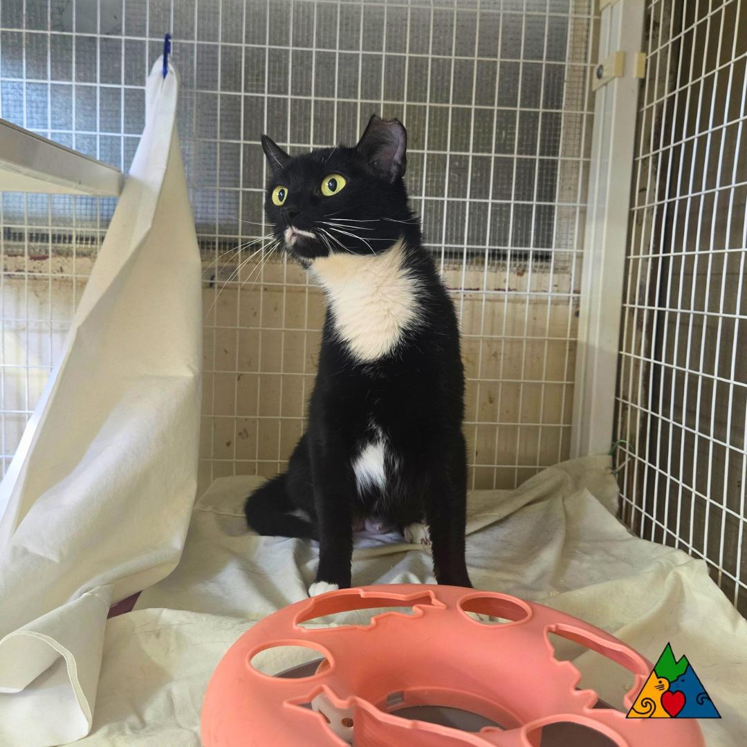Enlarge Olive, a ADOPTABLE Domestic Short Hair in Douglas, WY image 3/5