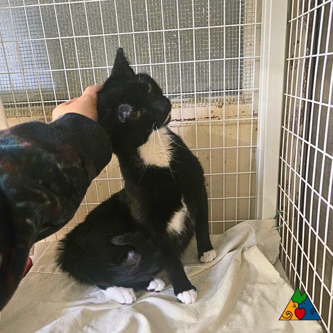 Olive, ADOPTABLE, Young Male Domestic Short Hair.
