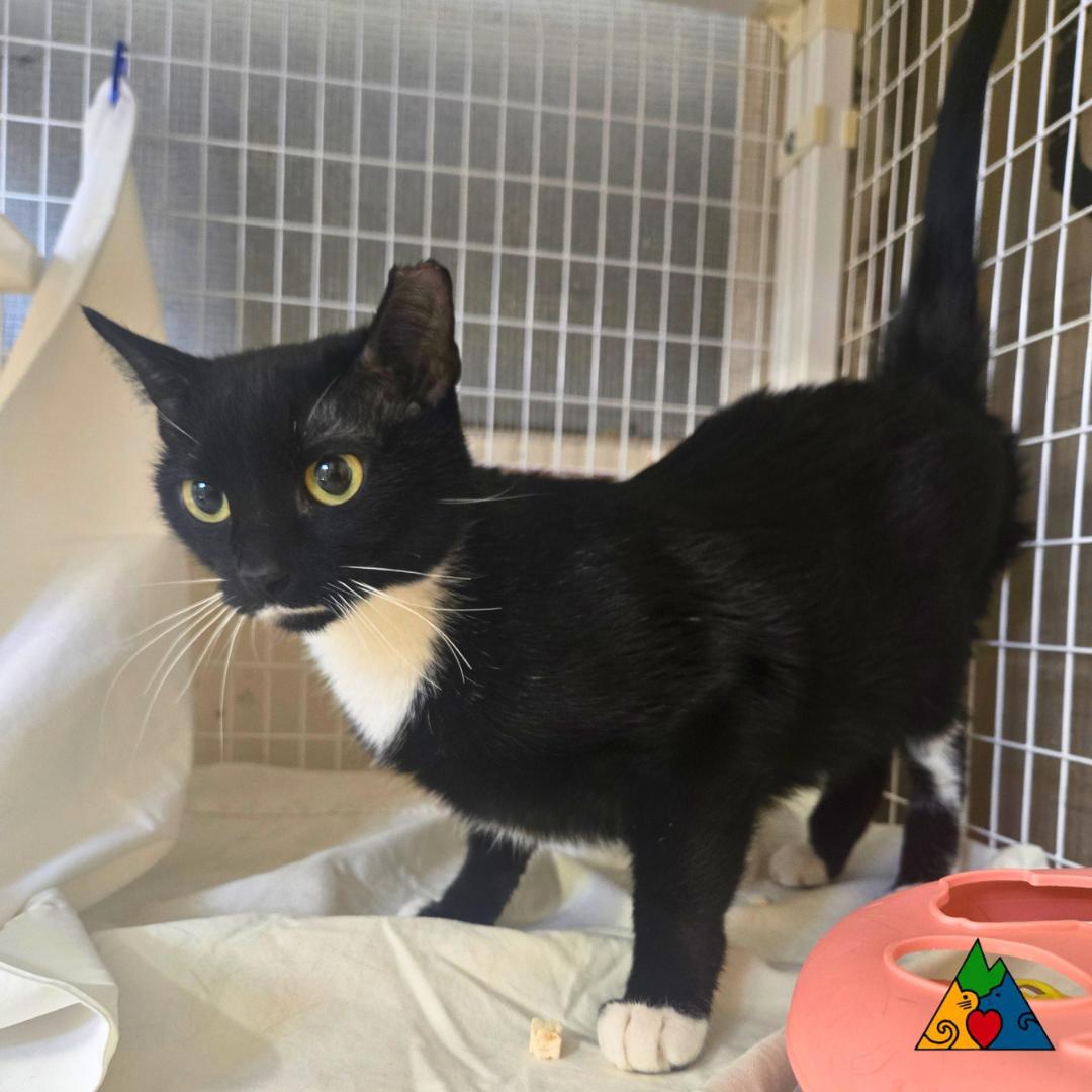 Enlarge Olive, a ADOPTABLE Domestic Short Hair in Douglas, WY image 4/5